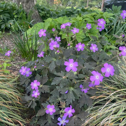Geranium maculatum 'Dark Roast'  - Dark Roast Wild Cranesbill
