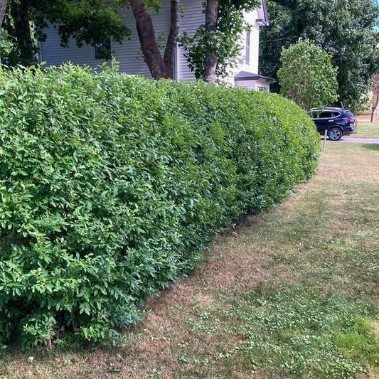 Ligustrum vulgare 'Cheyenne'  - Cheyenne European Privet
