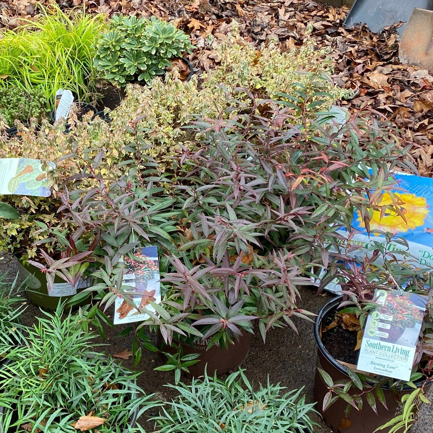 Burning Love™ Leucothoe