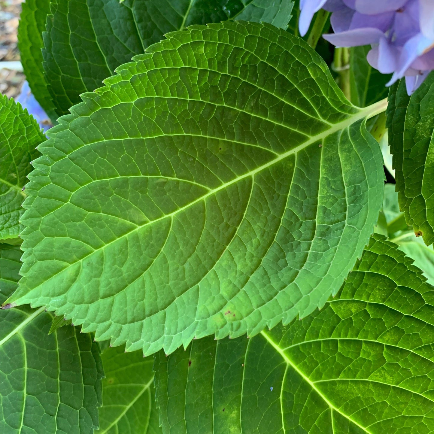Endless Summer® The Original Hydrangea