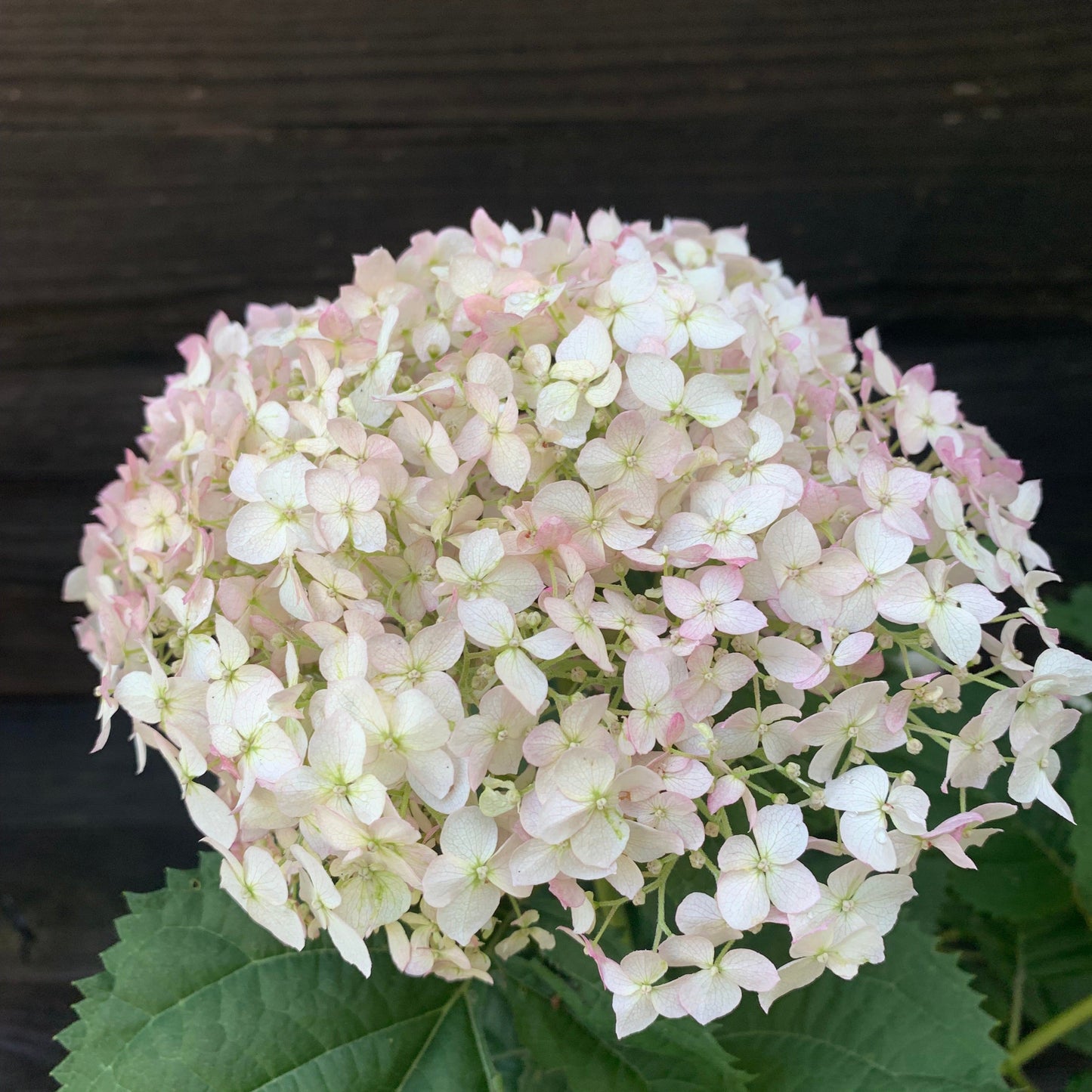 Invincibelle® Wee White Smooth Hydrangea