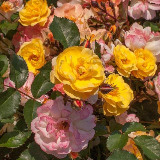 Rosa 'Meilowmye'  - Color Cocktail™ Rose