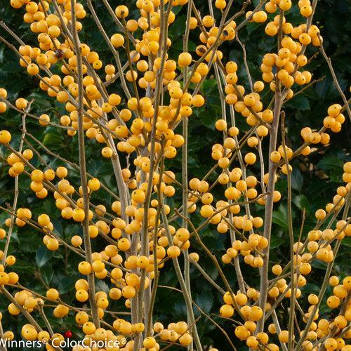 Berry Heavy® Gold Winterberry