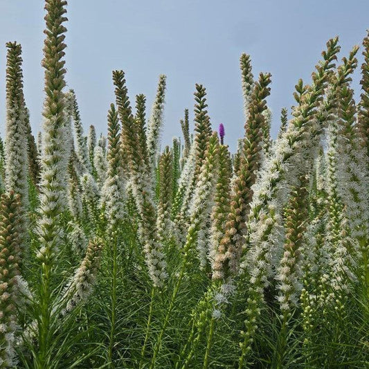 Liatris spicata 'Alba'  - White Blazing Star