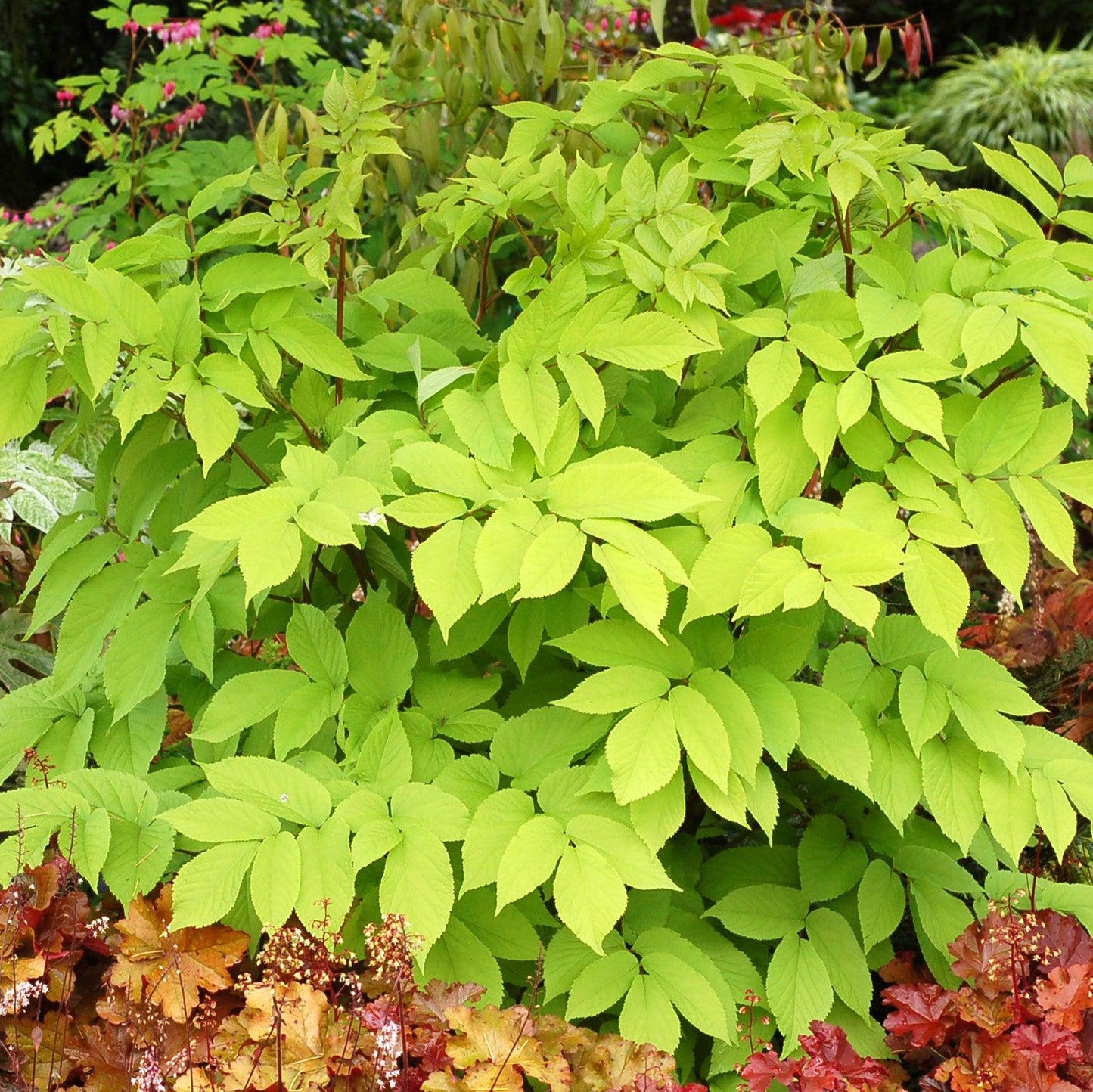 Sun King Golden Japanese Spikenard