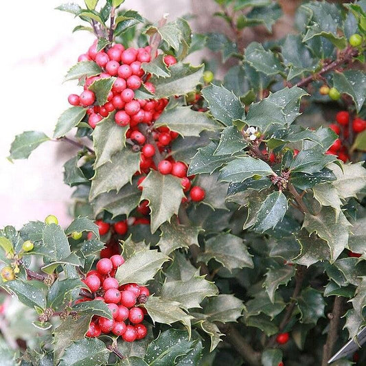 Berryrific Holly