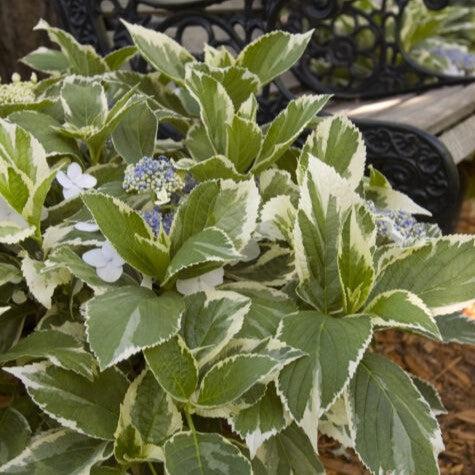 Light-O-Day® Hydrangea