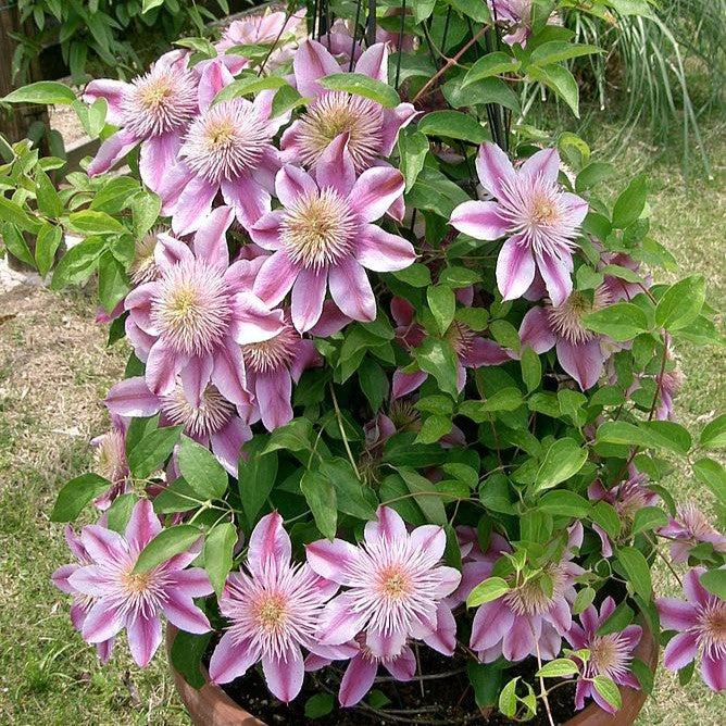 Josephine™ Clematis