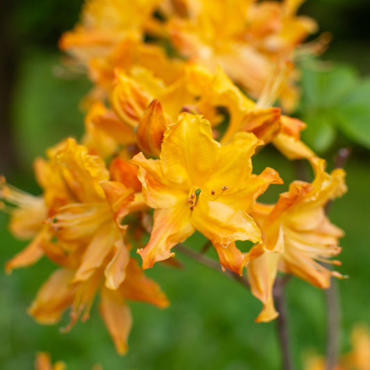 Rhododendron 'Golden Lights'  - Golden Lights Azalea