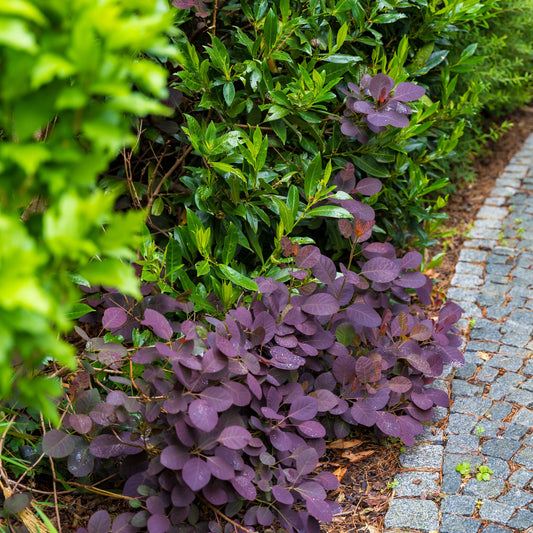 Velveteeny™ Dwarf Purple Smoke Bush