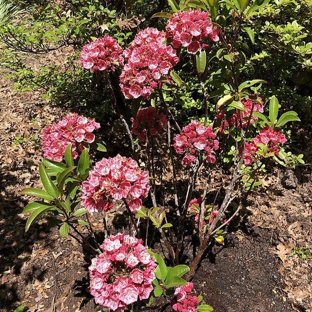 Raspberry Glow Mountain Laurel