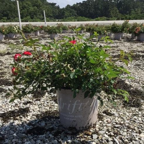 Red Drift® Rose