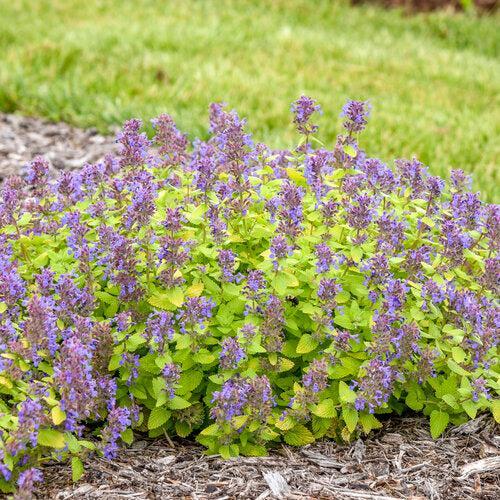 Nepeta x faassenii 'Lemon Purrfect'  - Lemon Purrfect Catmint