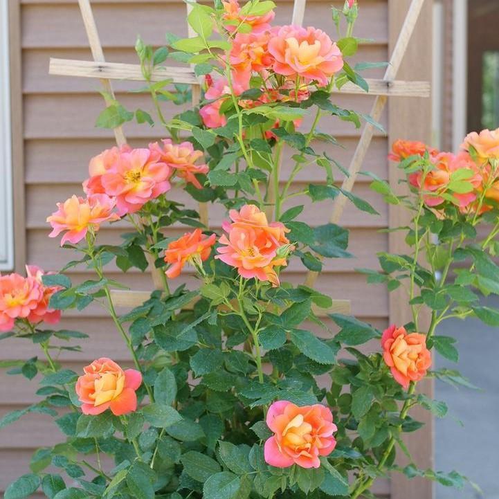 Rosa x 'Bozfra321'  - Rise Up® Emberays® Climbing Rose