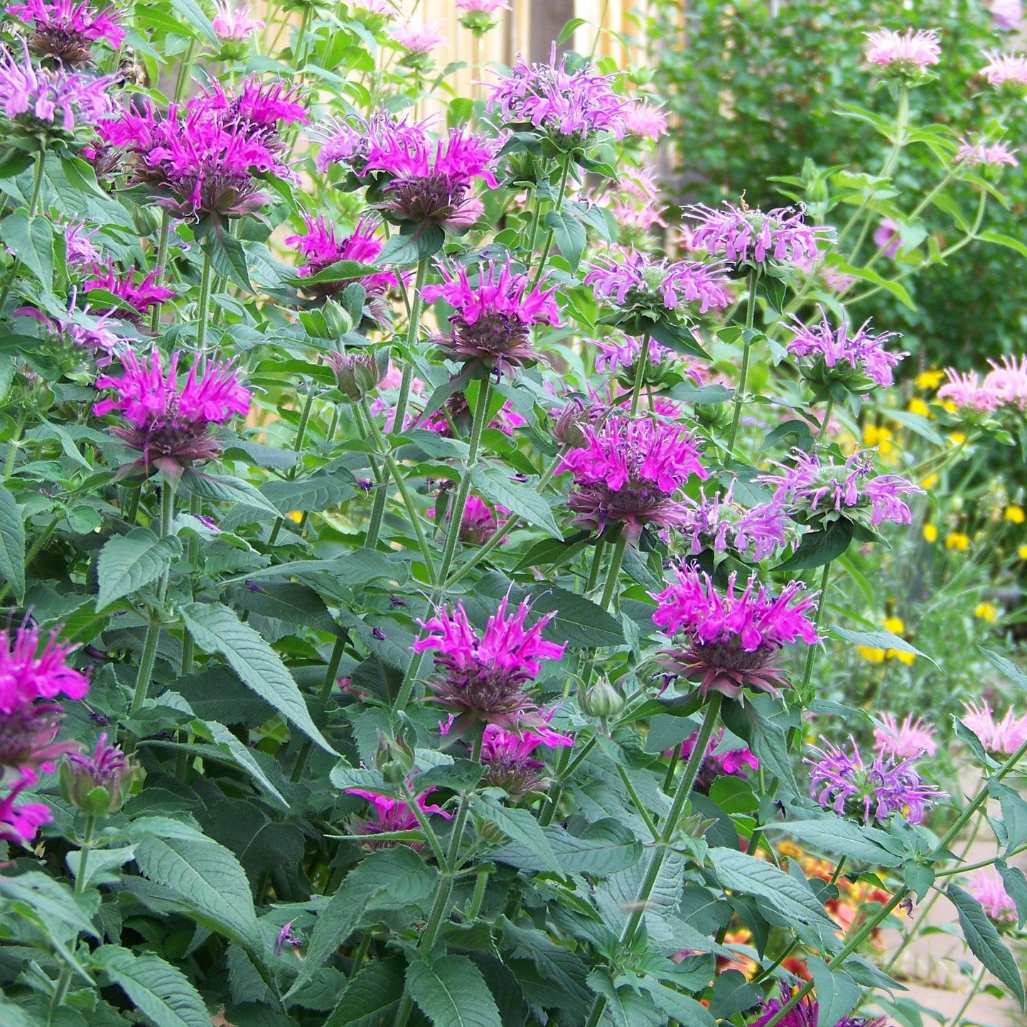 Monarda 'Rockin Raspberry' PP28752  - Sugar Buzz® Rockin Raspberry Bee Balm