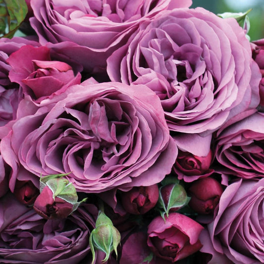 Bloomables® Sunbelt® Plum Perfect™ Rose