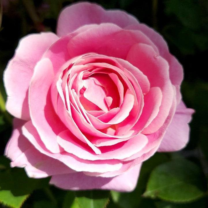 Rosa 'True Perfume' - True Perfume Rose – Sam Bridge at Home