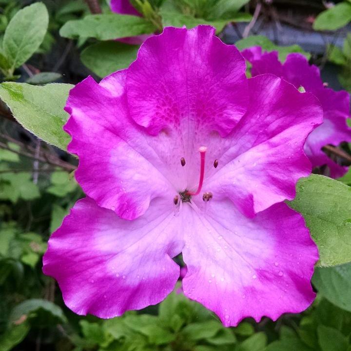 Rhododendron 'Martha Hitchcock'  - Martha Hitchcock Azalea