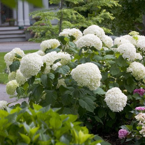 Proven Winners® Incrediball® Smooth Hydrangea