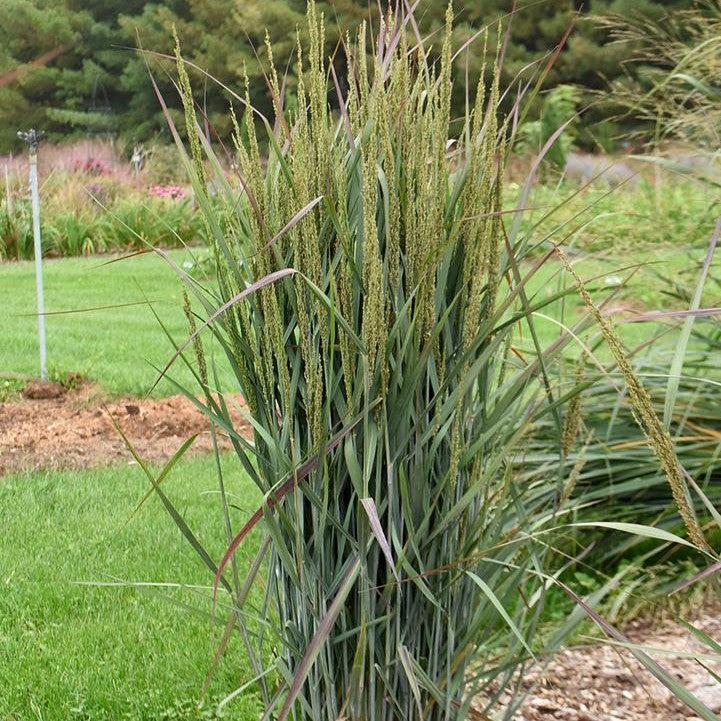 Panicum virgatum 'Blue Spear'  - Prairie Winds® Blue Spear Switch Grass