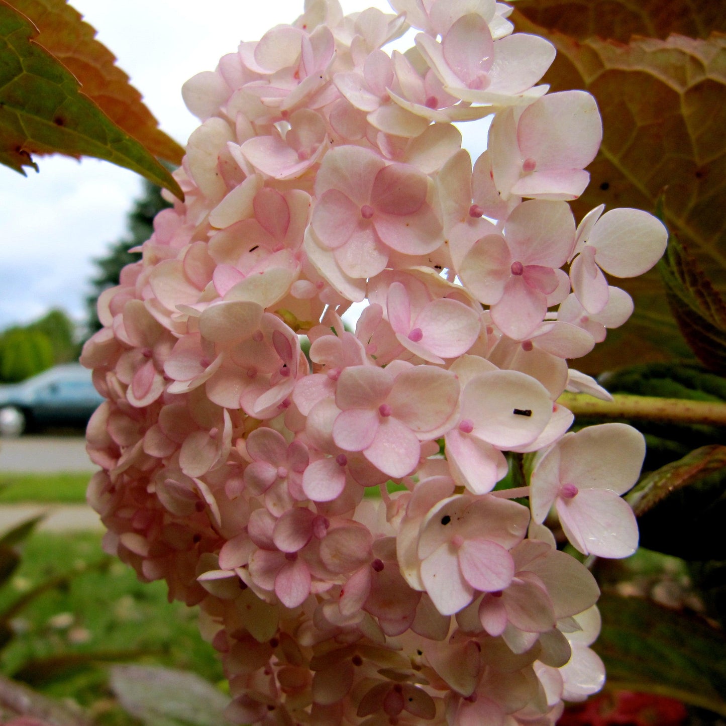 Endless Summer® Blushing Bride® Hydrangea