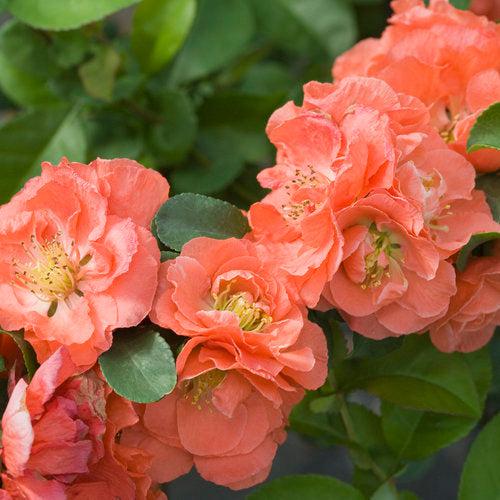 PW® Double Take™ Peach Flowering Quince