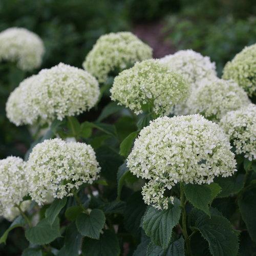 Invincibelle® Limetta Smooth Hydrangea
