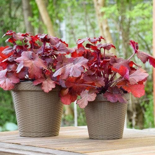 Heuchera 'Mahogany Monster'  - Primo® Mahogany Monster Heuchera