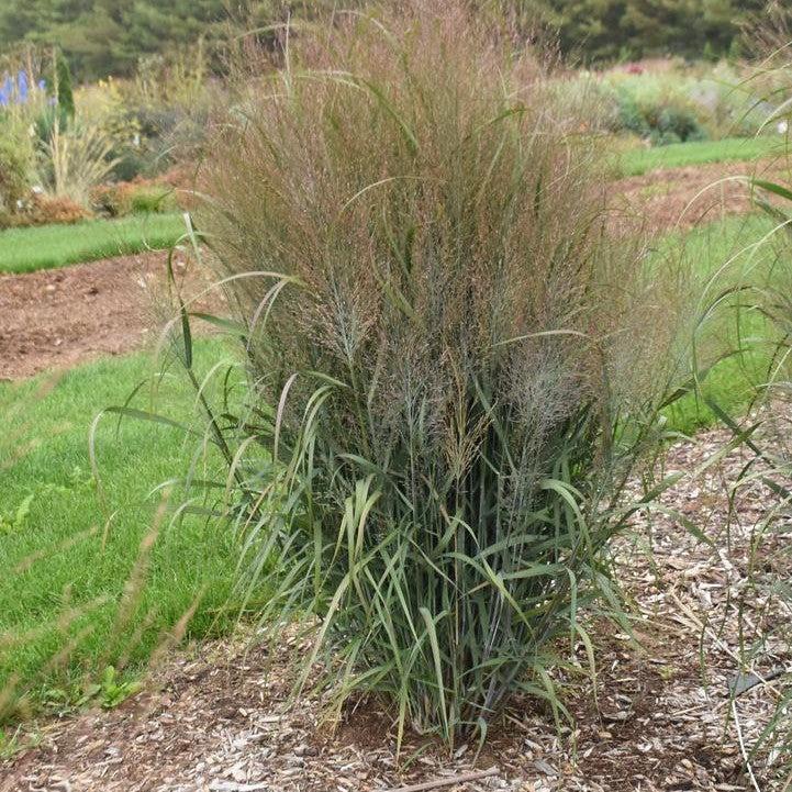 Panicum virgatum 'October Sky'  - Prairie Winds® October Sky Switch Grass