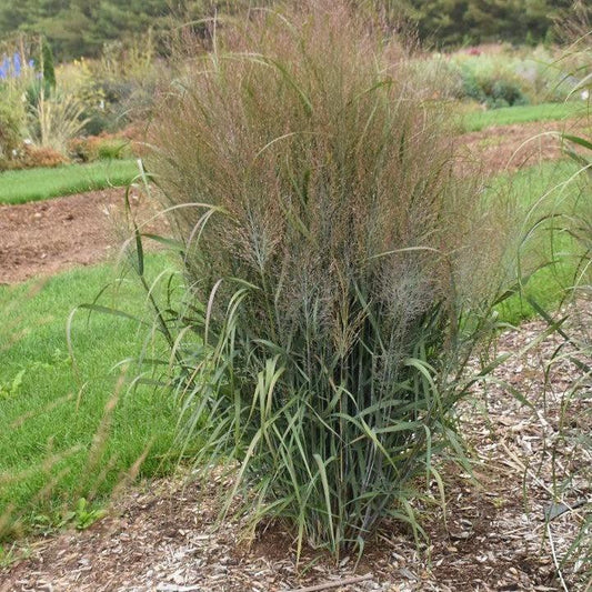 Panicum virgatum 'October Sky'  - Prairie Winds® October Sky Switch Grass