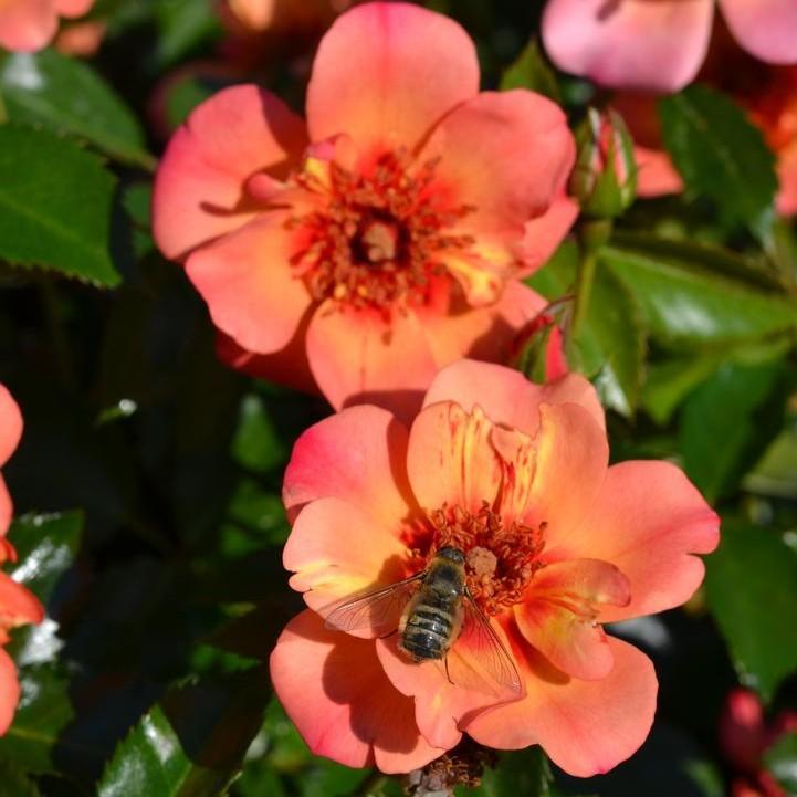 Rosa x 'Noa813219'  - Flower Carpet® Peach Rose