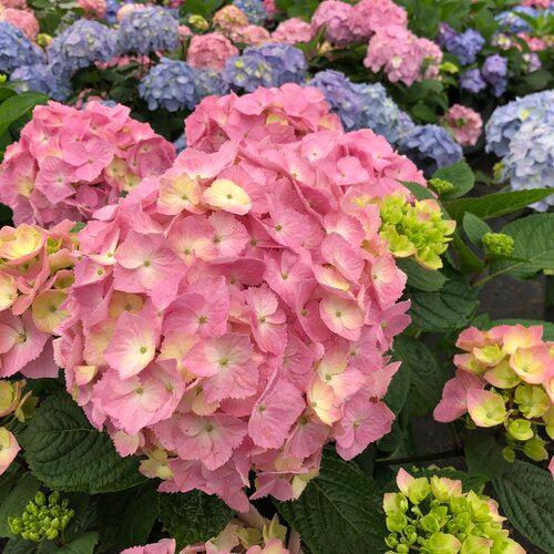 Let's Dance® Sky View® Hydrangea