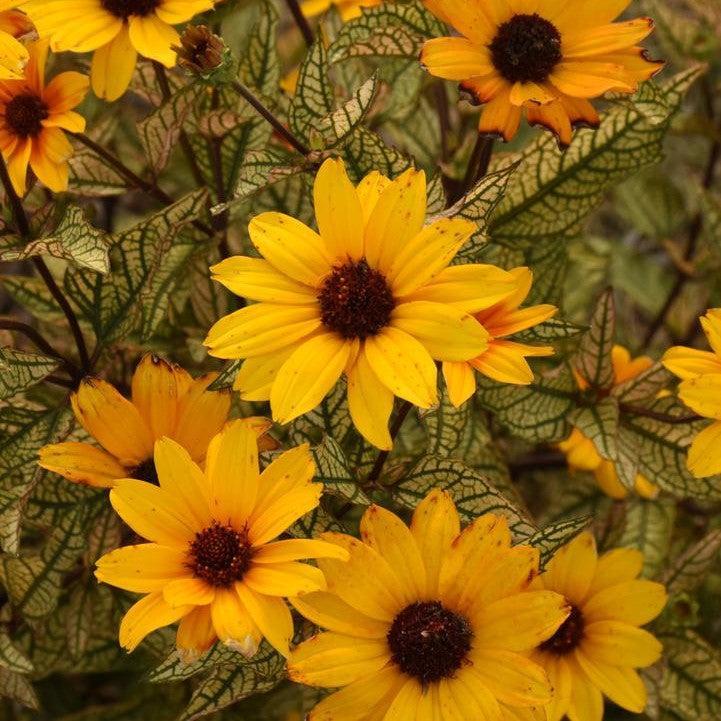 Heliopsis helianthoides 'Touch of Blush'  - Touch of Blush False Sunflower