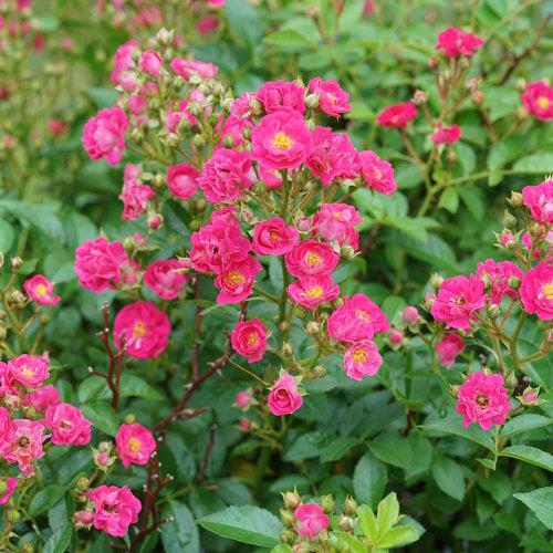 Rosa x 'Phyllis Sherman'  - Oso Easy Peasy® Rose