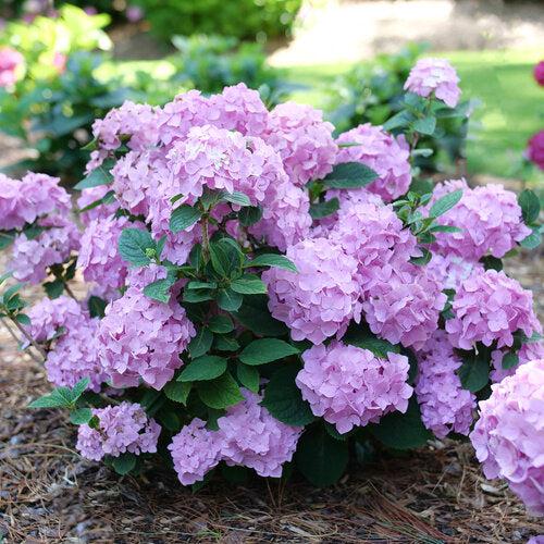 Let's Dance® Sky View® Hydrangea