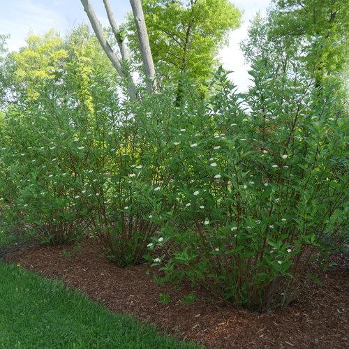 Arctic Fire® Red Twig Dogwood