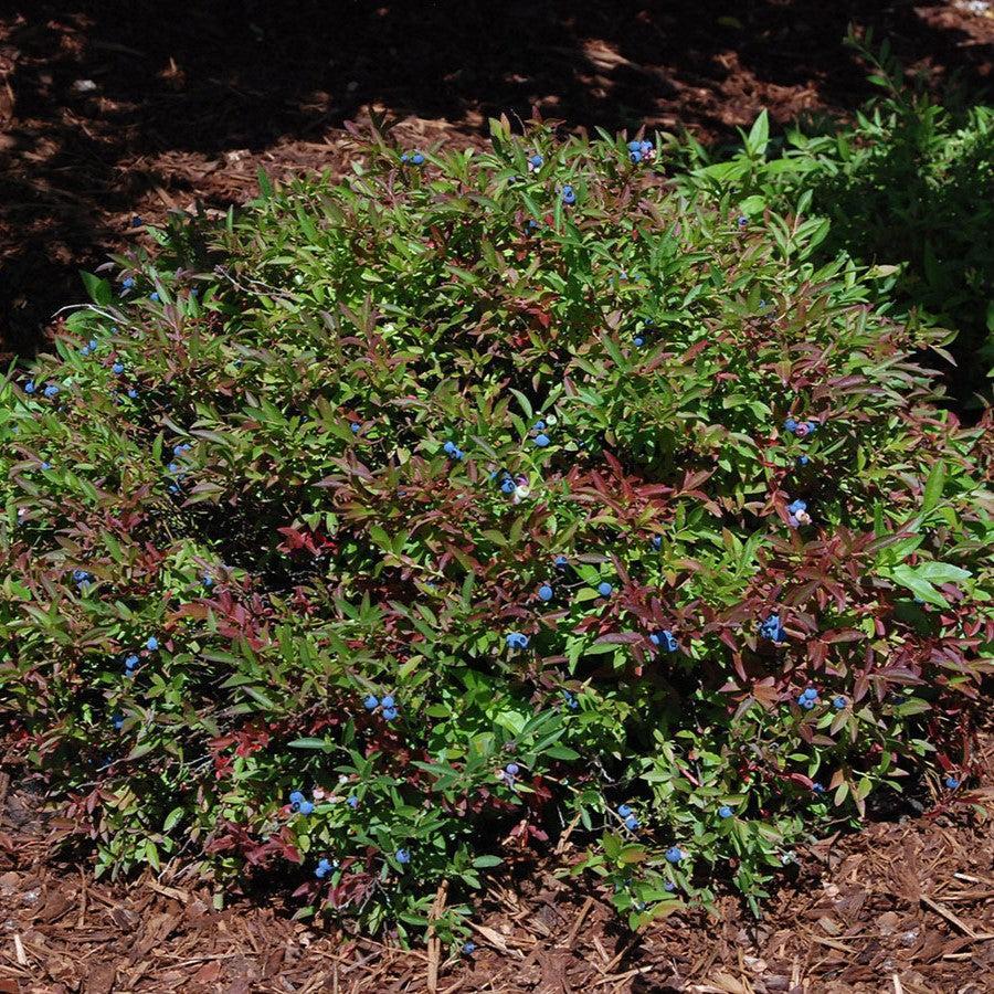 Vaccinium angustifolium 'Burgundy'  - Burgundy Lowbush Blueberry
