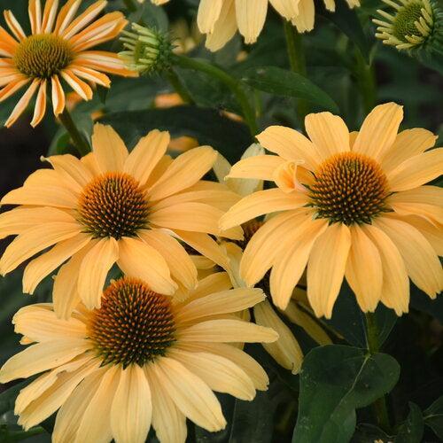 Echinacea 'One in a Melon'  - Color Coded® One in a Melon Echinacea