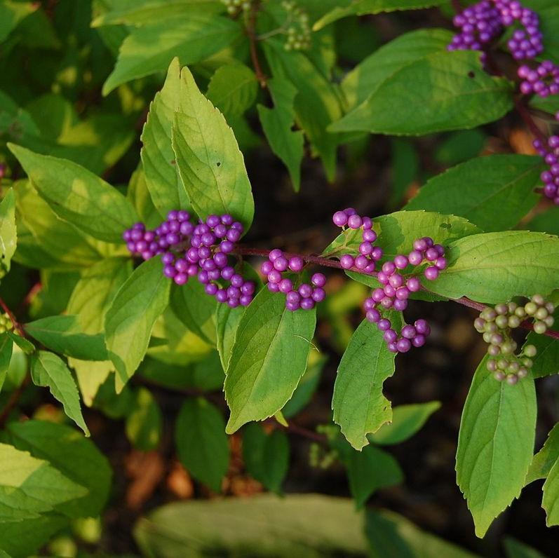 Early Amethyst Beautyberry