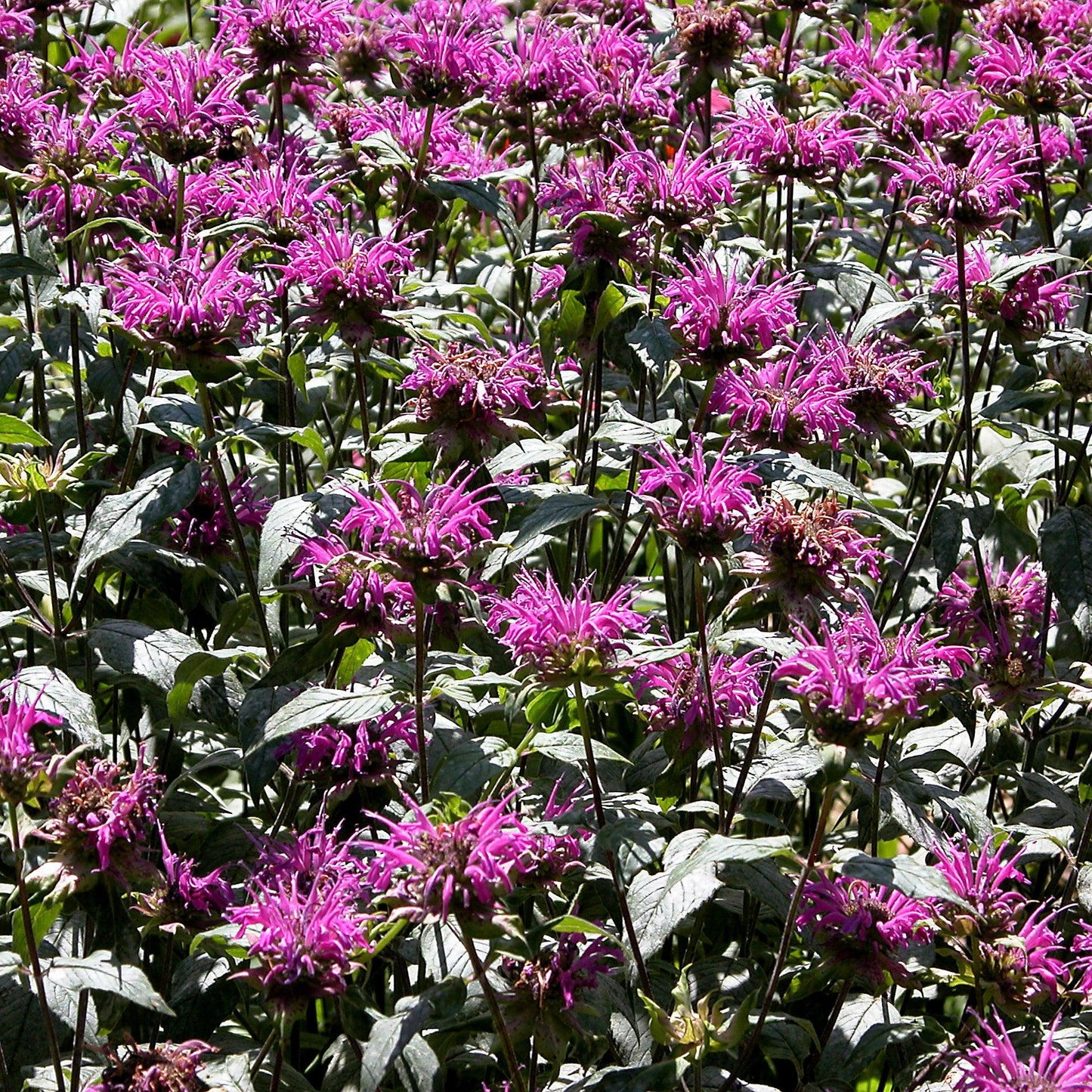 Monarda 'Rockin Raspberry' PP28752  - Sugar Buzz® Rockin Raspberry Bee Balm