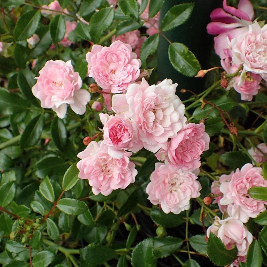 The Fairy Rose