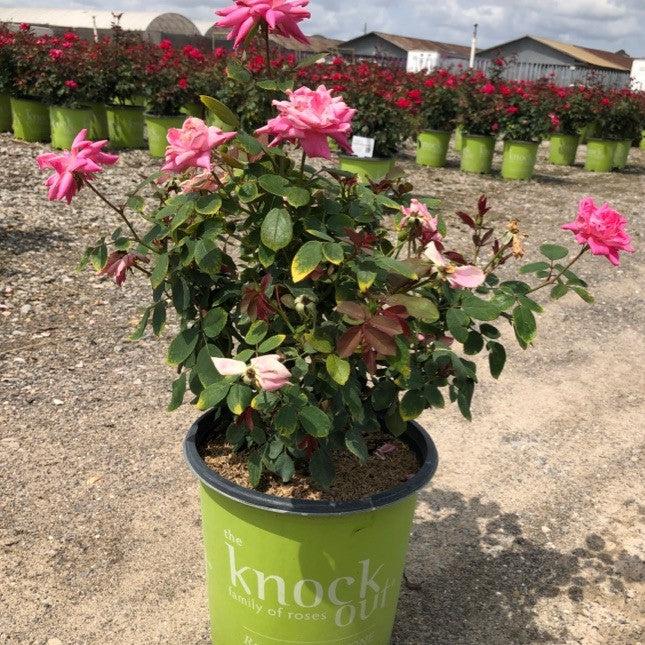 Double Pink Knock Out® Rose