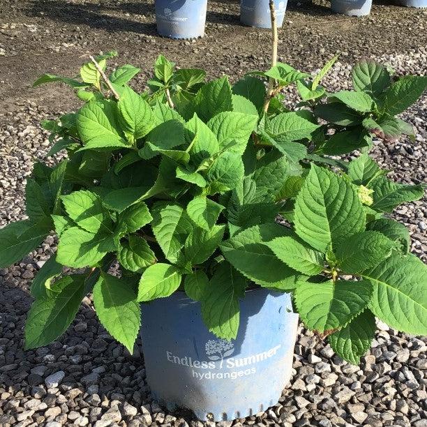Endless Summer® Twist N Shout™ Hydrangea