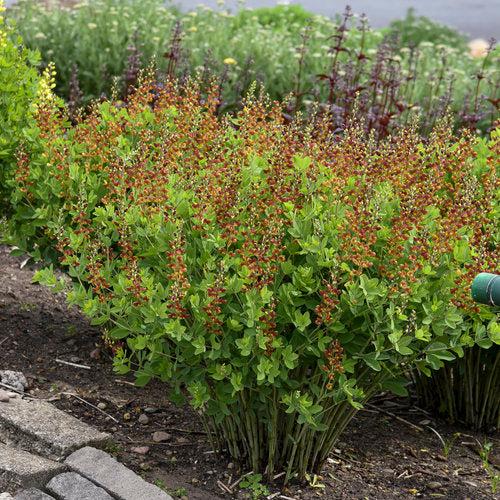 Baptisia 'Cherries Jubilee'  - Decadence® Cherries Jubilee Baptisia