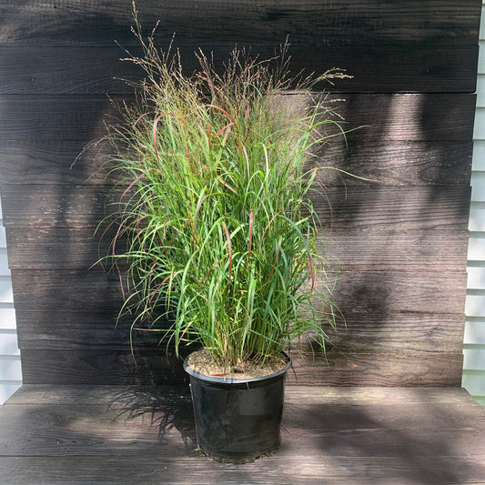 Shenandoah Switch Grass
