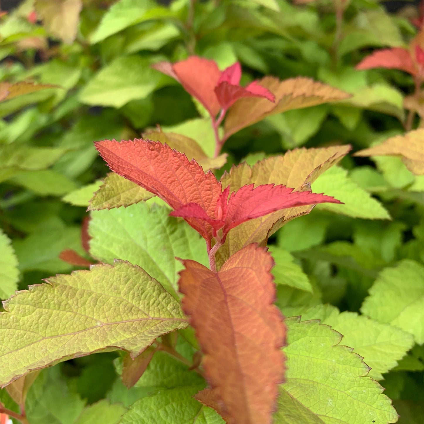 Double Play® Candy Corn® Spirea