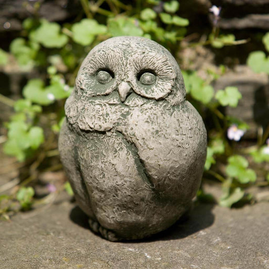 Baby Barn Owl