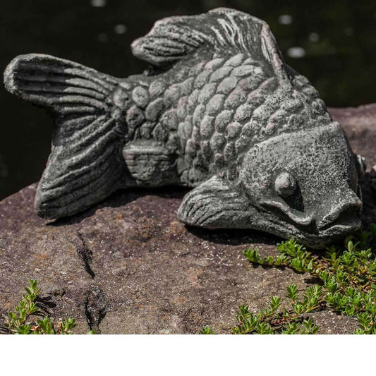 Coy Koi
