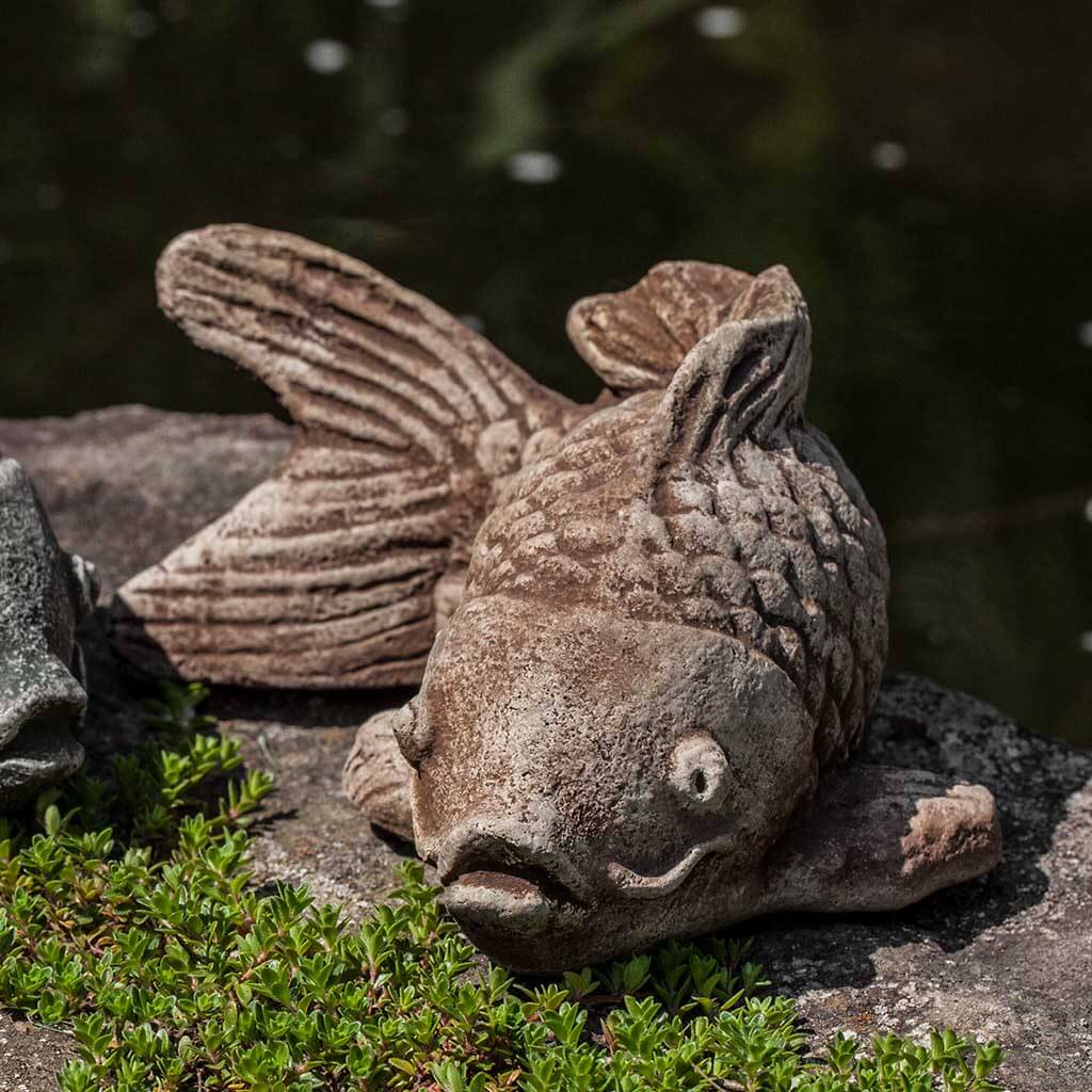 Coy Koi