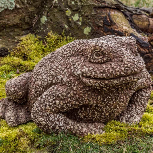 Forest Toad